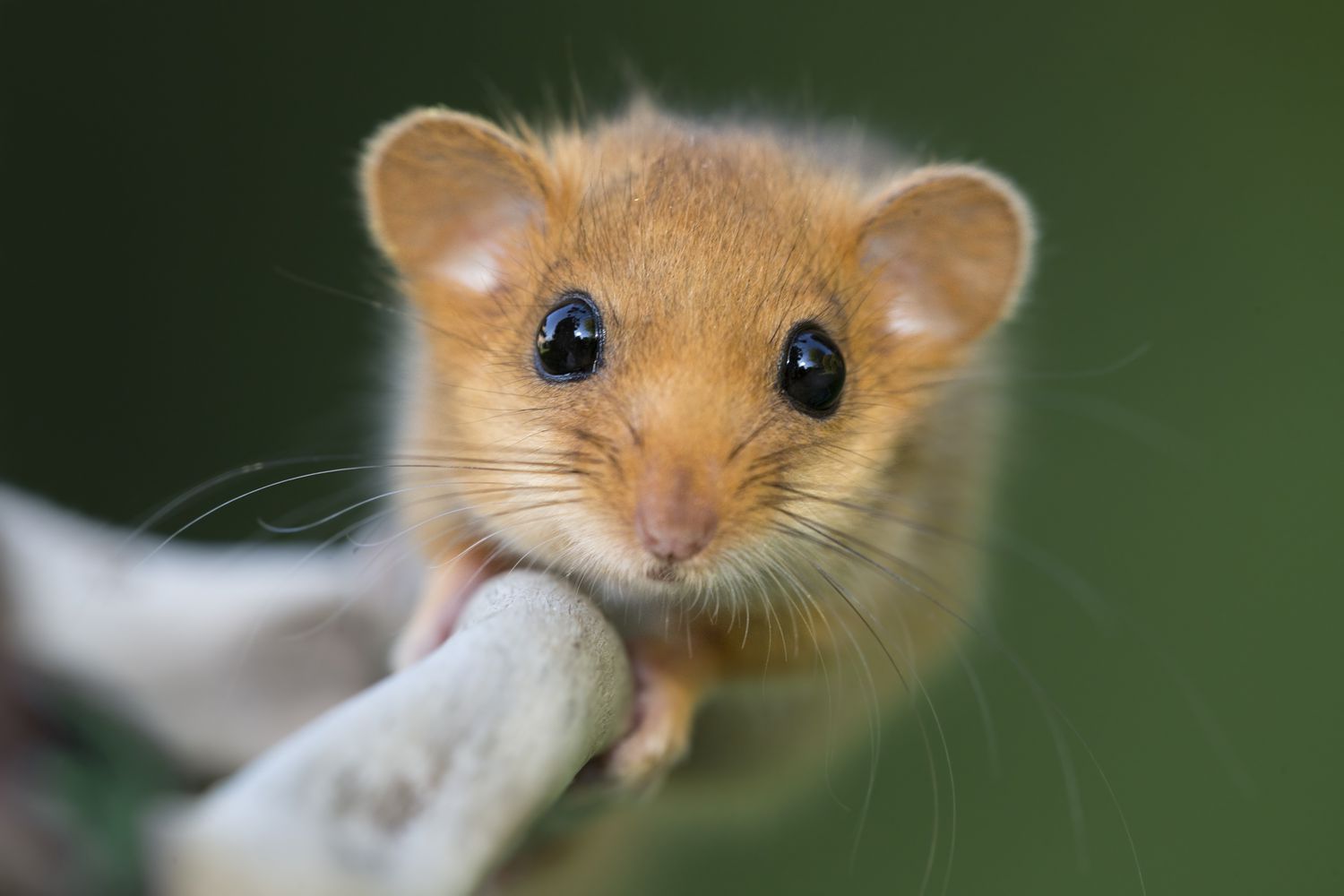 European Garden Dormouse