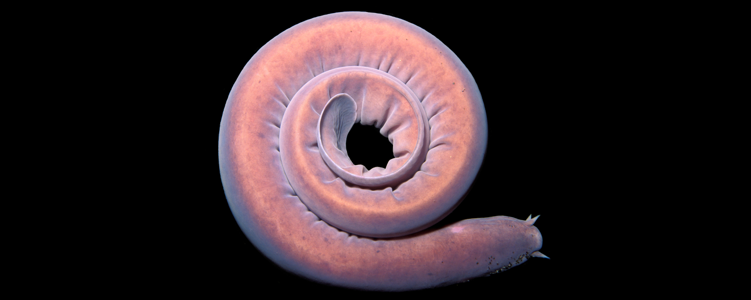 Atlantic hagfish