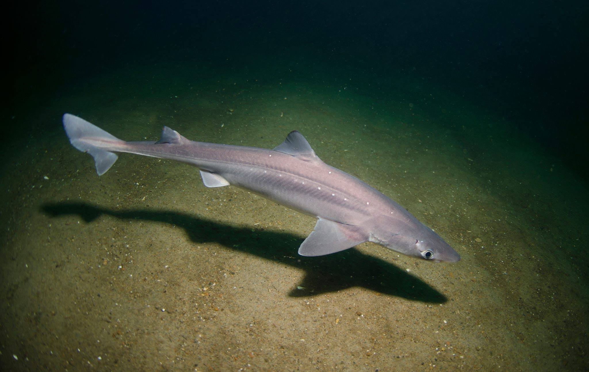 Spiny dogfish