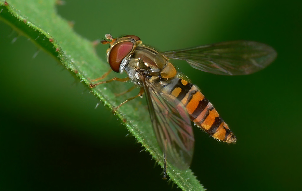 Golden Jewel the Marmalade Hoverfly