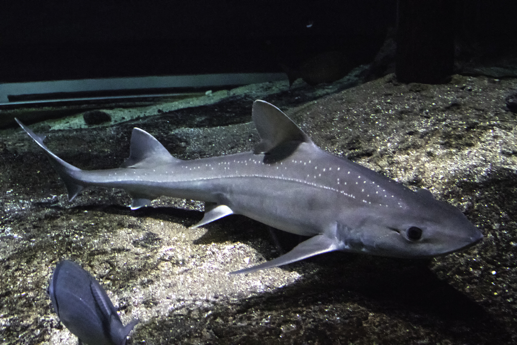 Starry smooth-hound