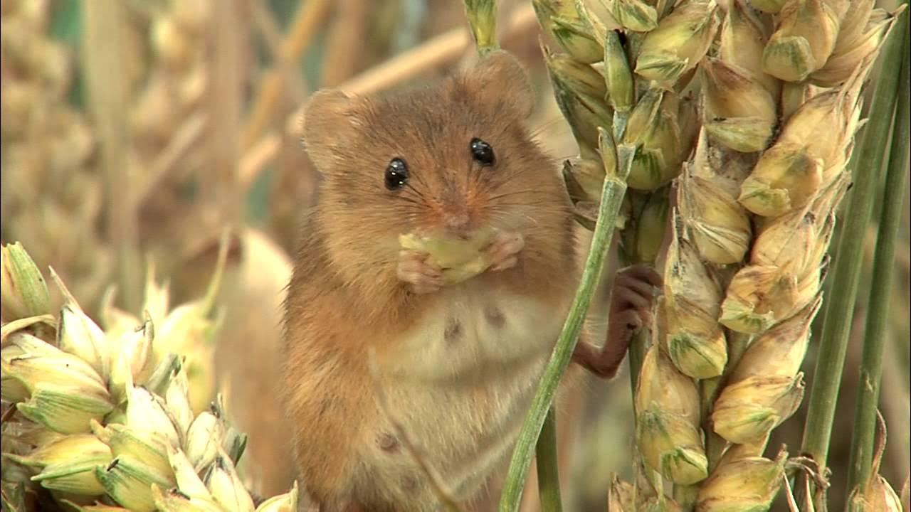 Eurasian Harvest Mouse