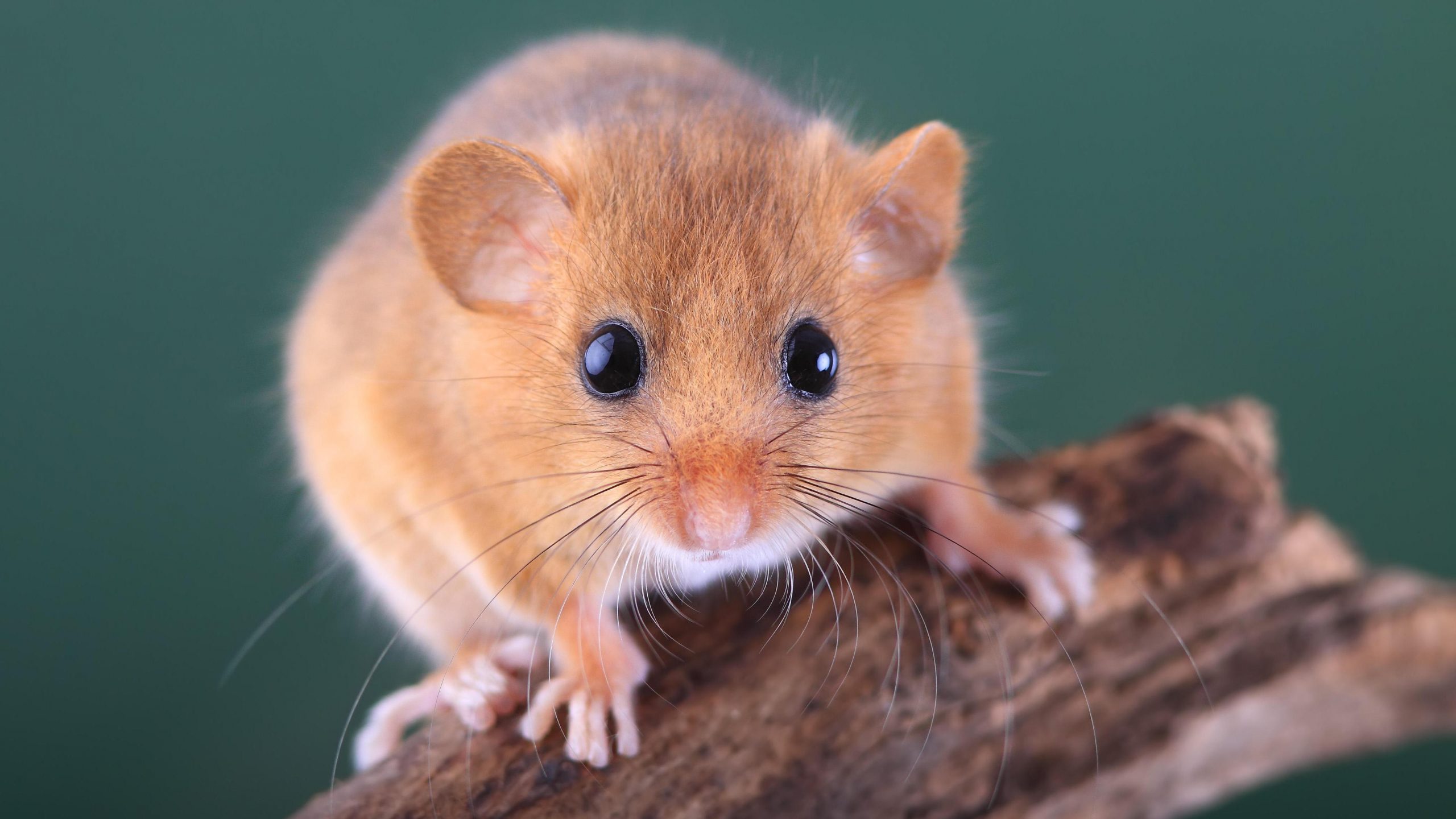 Hazel dormouse