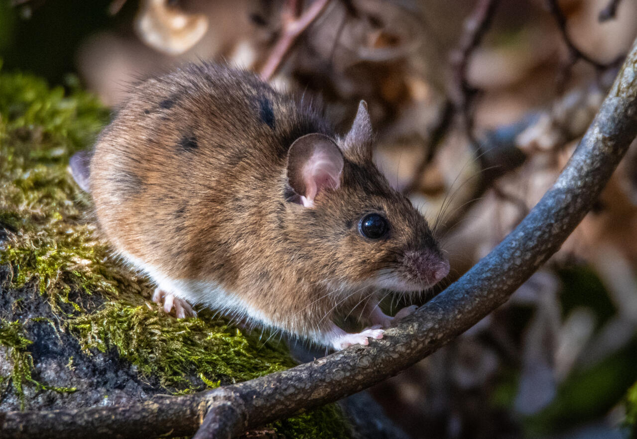 Alpine Field Mouse