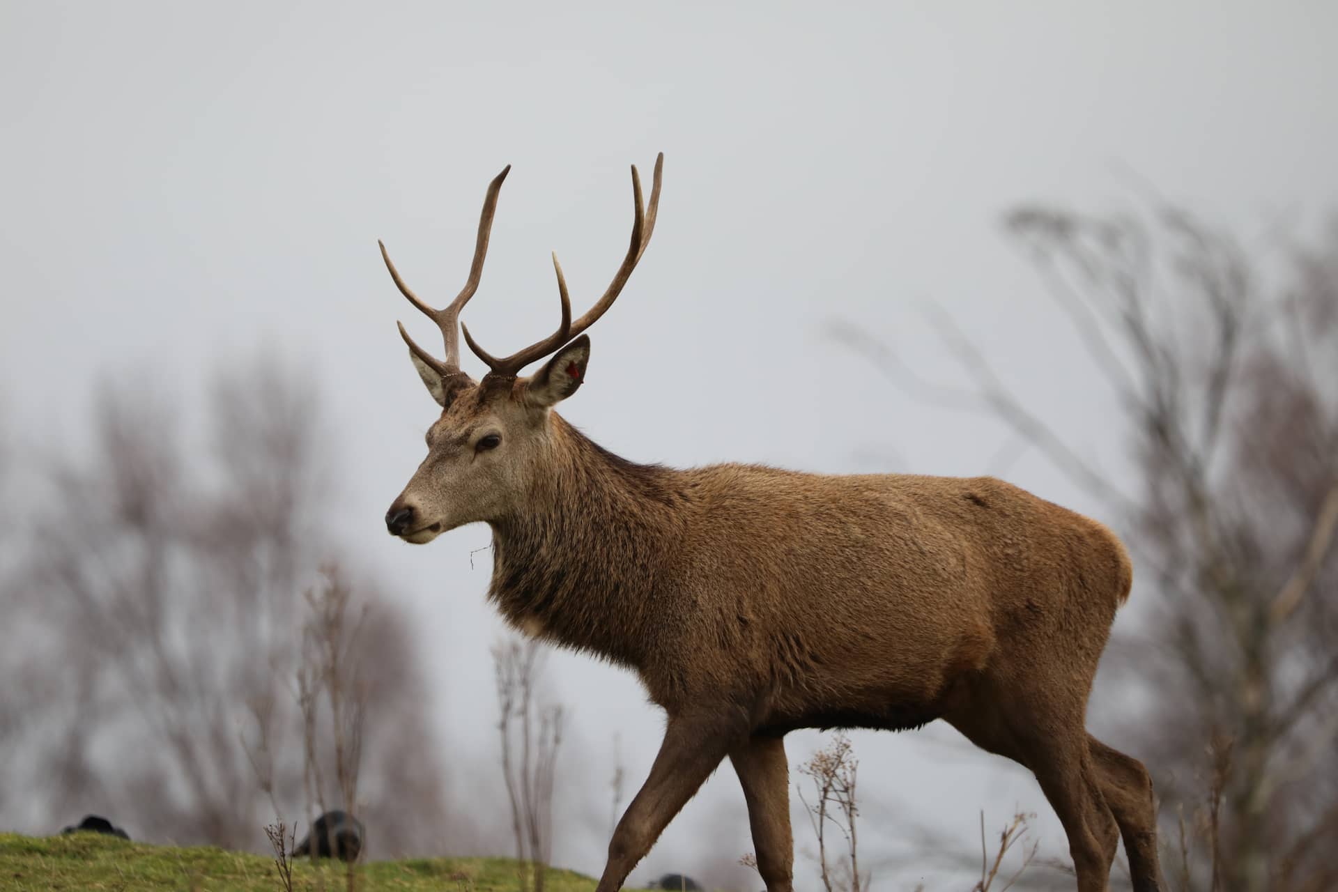 The Majestic Red Deer