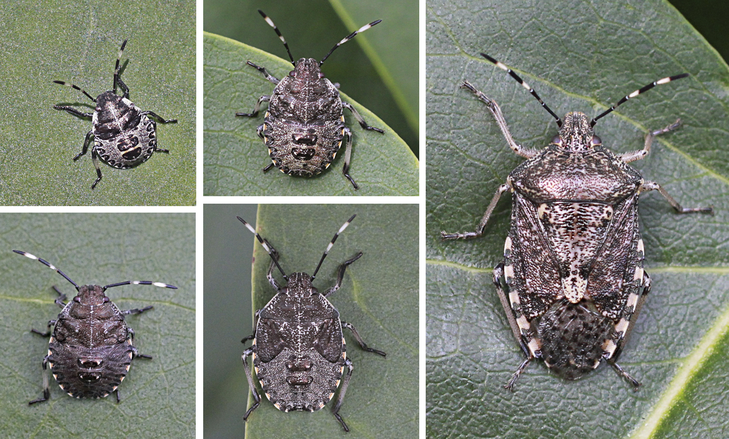 A Bug's Life The Mottled Shield Bug — or a Rainbow of Warning Colouration