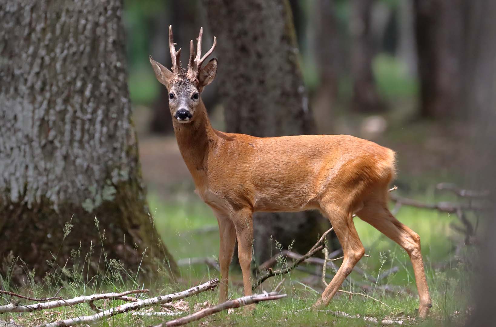 The Graceful Western Roe Deer