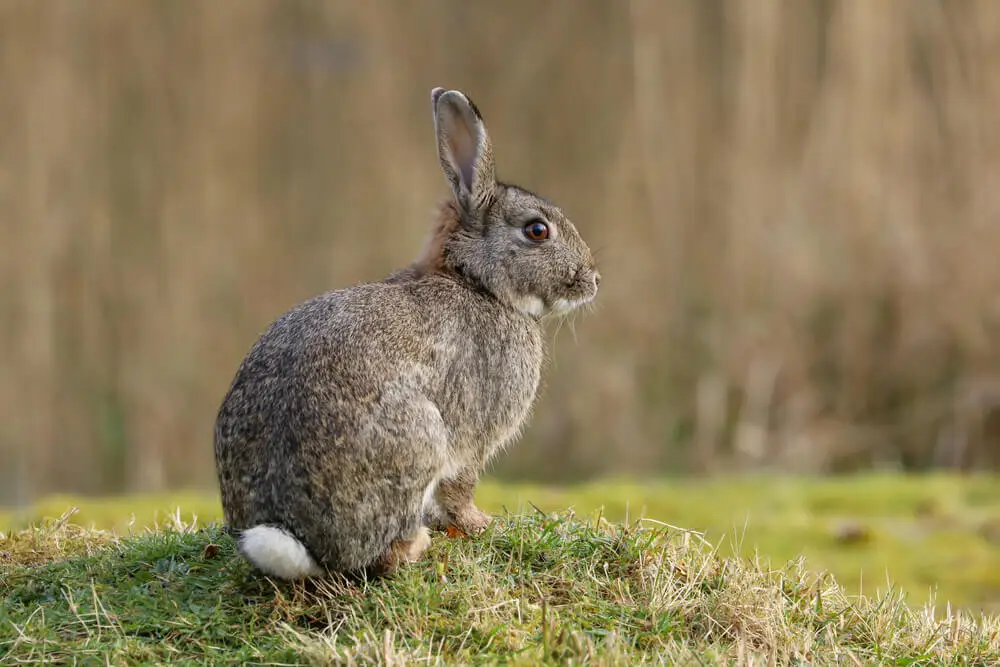 European Rabbit A Little Mammal which made a Great Impact.