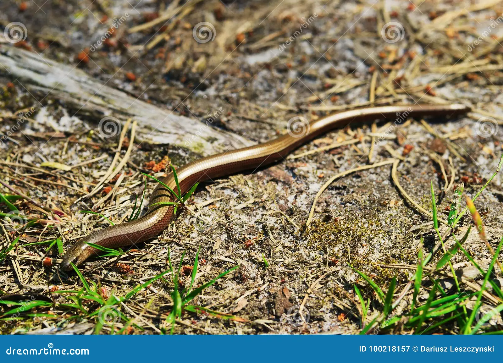 The Slow Worm A Legless Lizard