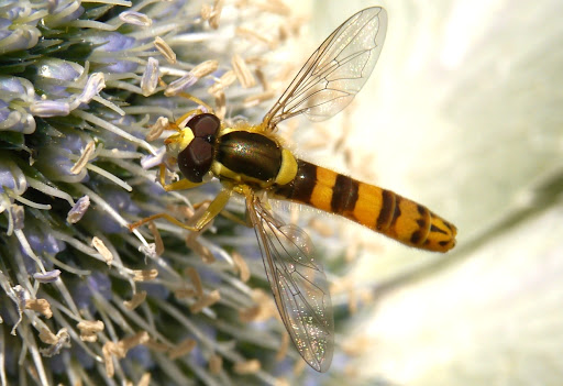 Slender Beauty — Long-bodied Hoverfly (Sphaerophoria scripta)