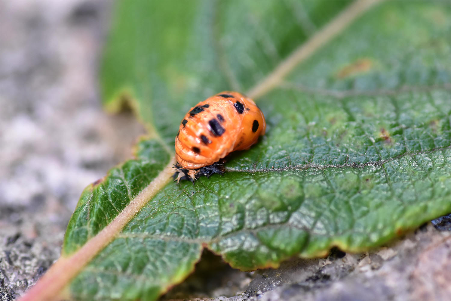 Harlequin Ladybird the Bright Cosmopolitan【MI】